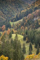 Chiemgau 2 Herbstwald