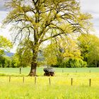 Chiemgau im Frühling