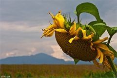 Chiemgauer Sonnenblume