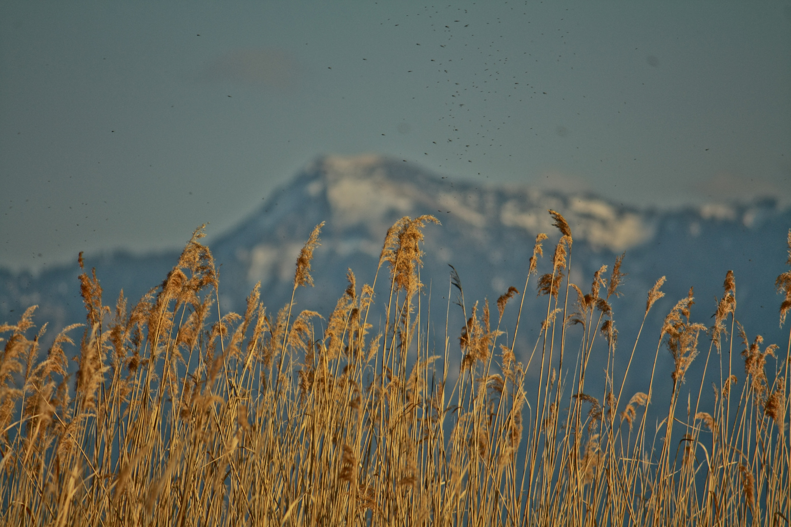 Chiemsee