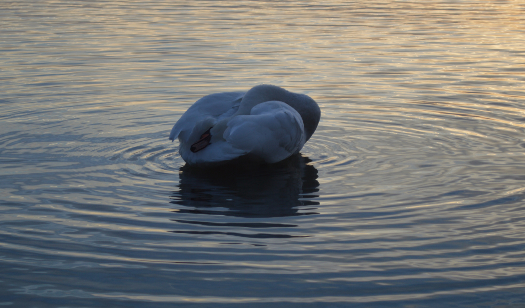 Chiemsee 10/12