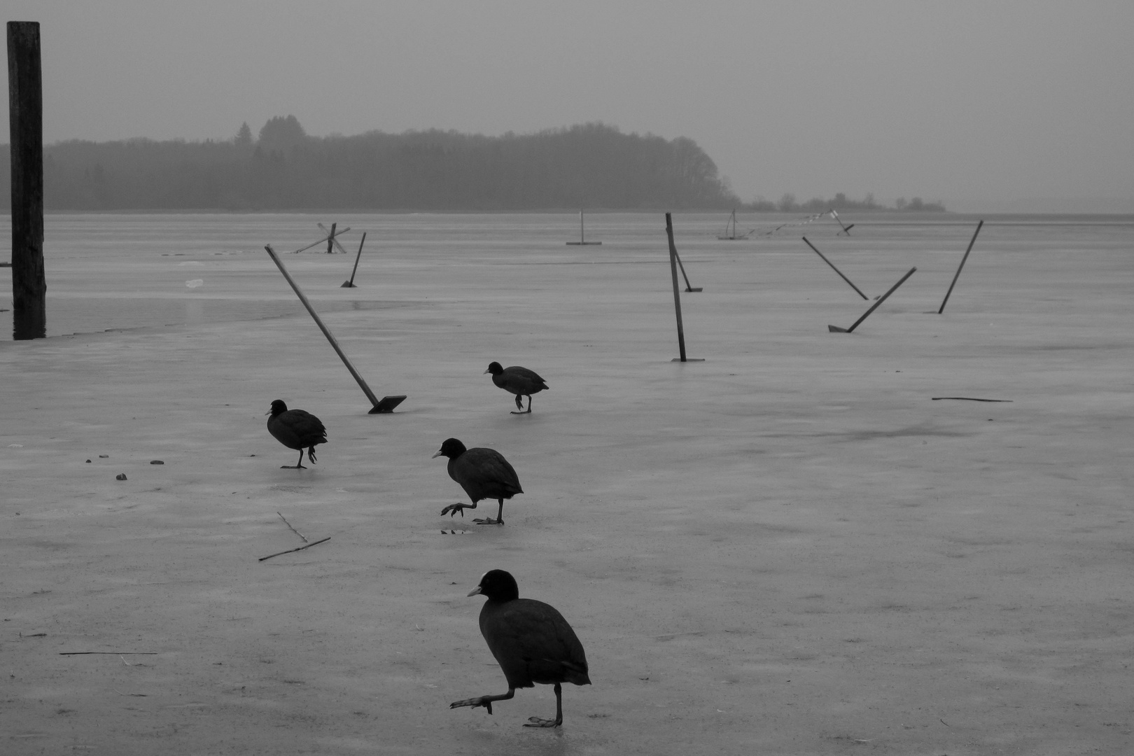 Chiemsee  (26.2.12)