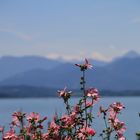 Chiemsee