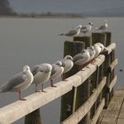 Chiemsee am 2. Advent 2006 - b