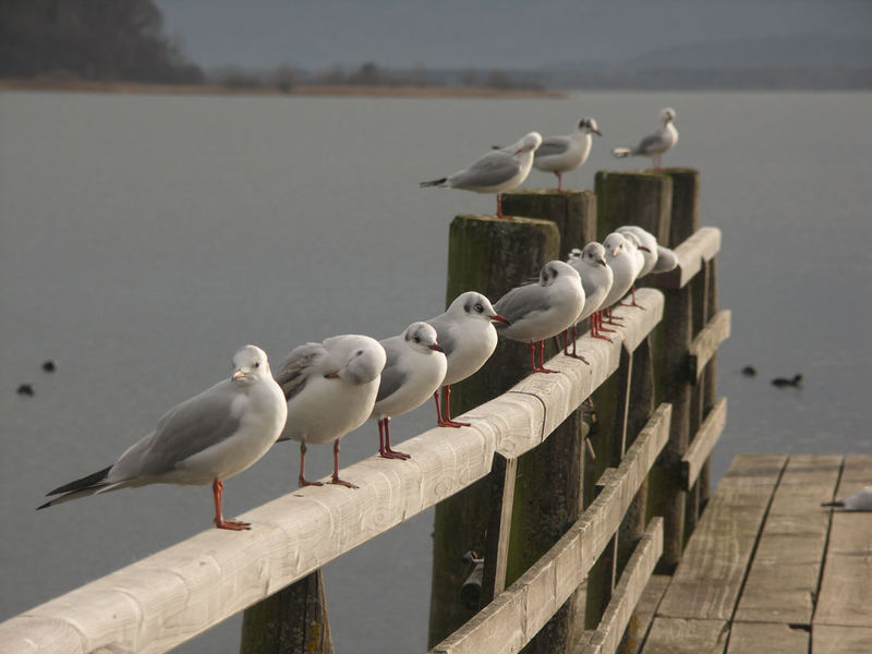 Chiemsee am 2. Advent 2006 - b