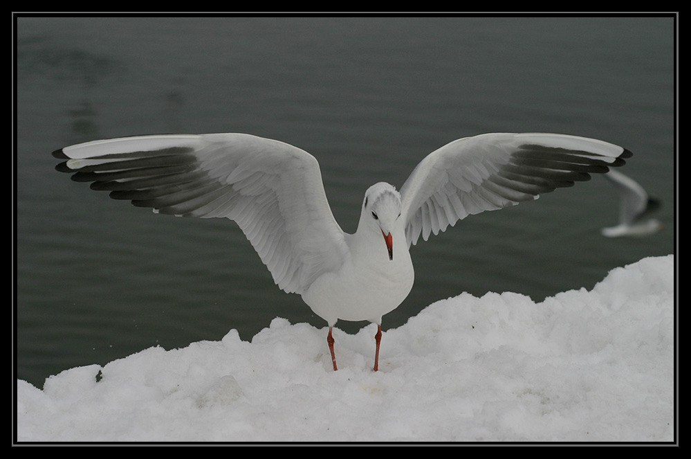 chiemsee