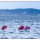 Chiemsee-Flamingos