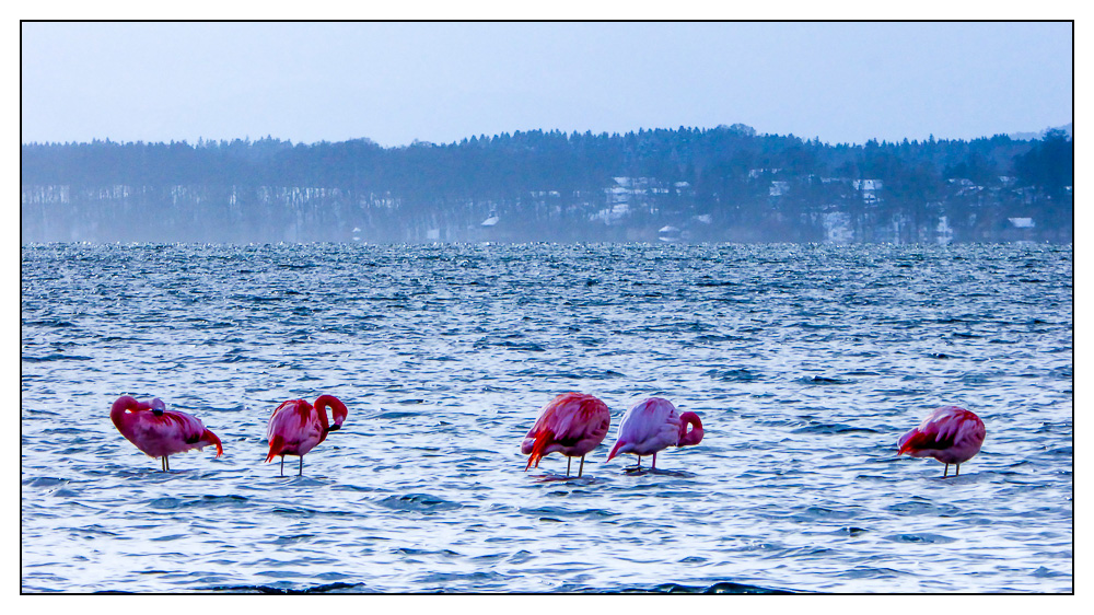 Chiemsee-Flamingos