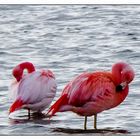 Chiemsee-Flamingos_1