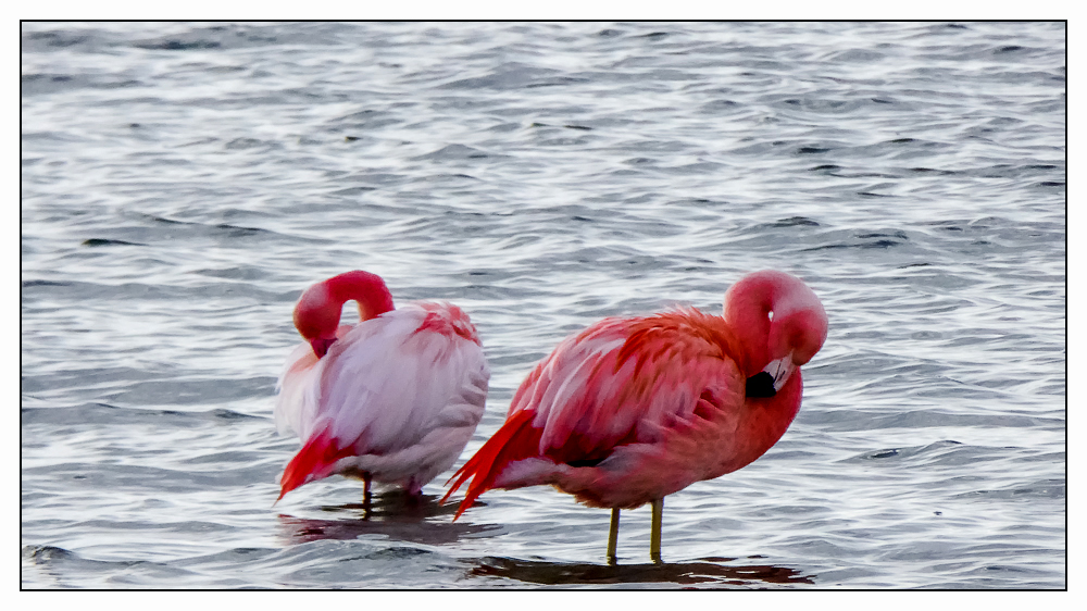 Chiemsee-Flamingos_1