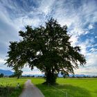 Chiemsee / Heinrichwinkel 