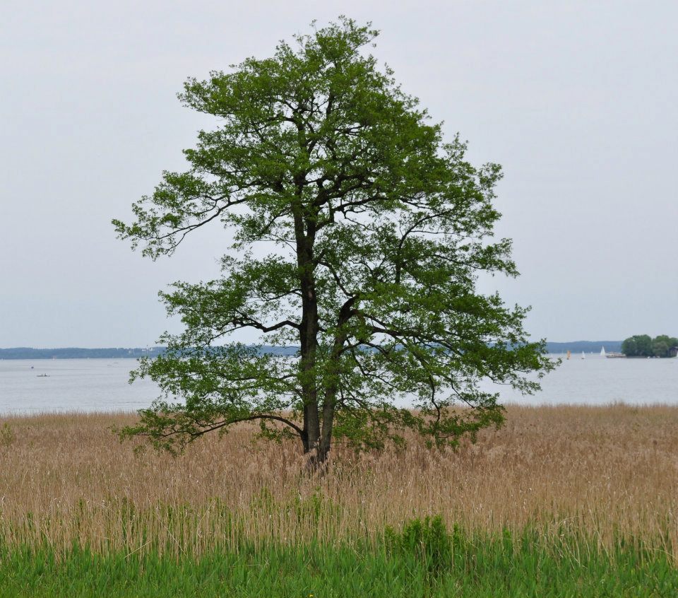 Chiemsee "Herreninsel"