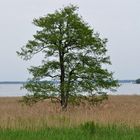 Chiemsee "Herreninsel"