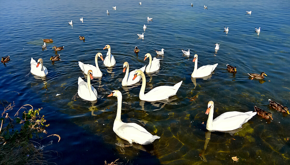 Chiemsee II