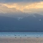 Chiemsee im Oktoberdunst