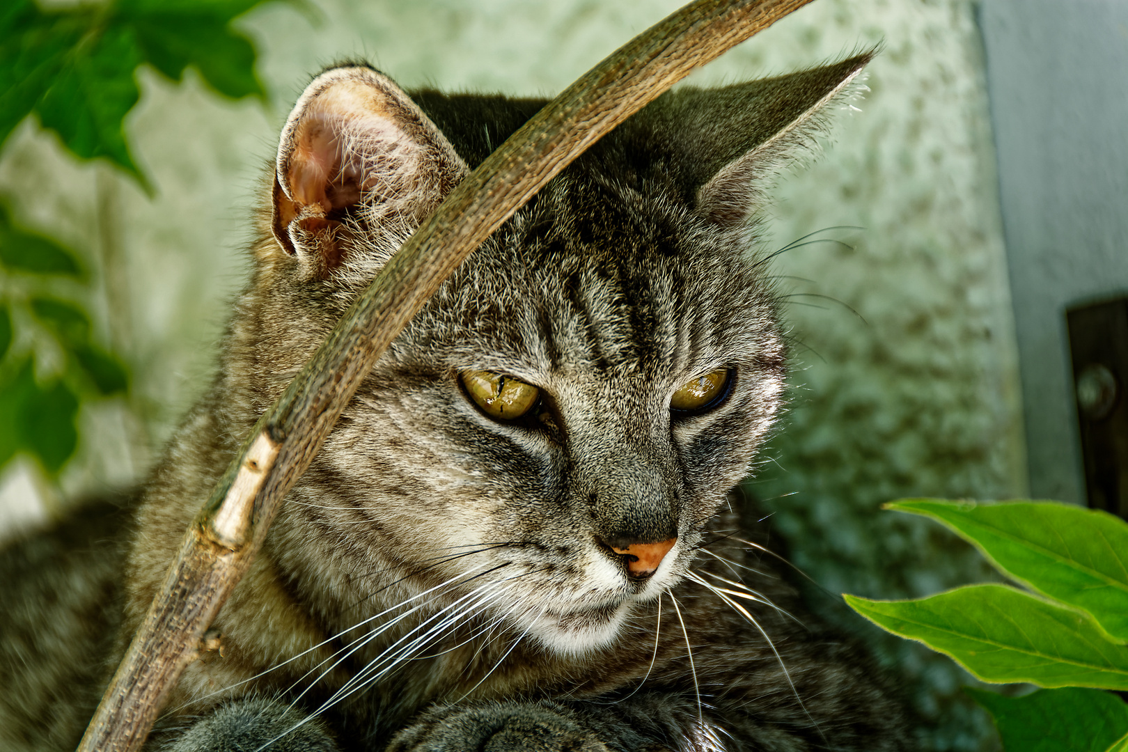 Chiemsee Katzen