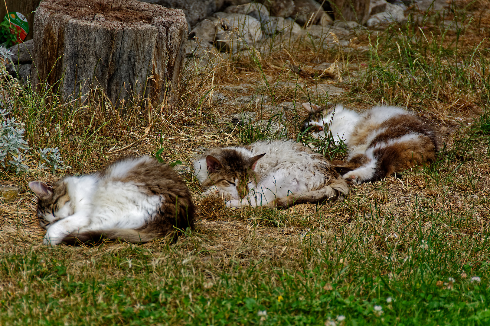 Chiemsee Katzen