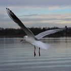 Chiemsee-Möwe