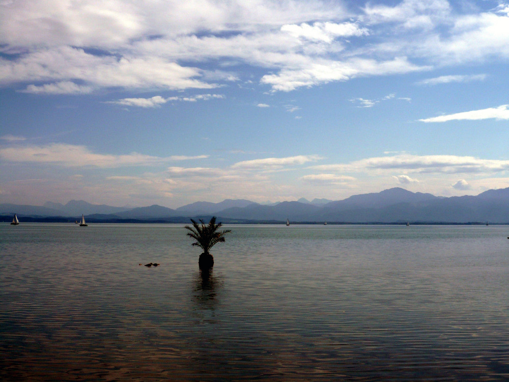 Chiemsee Palme