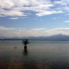 Chiemsee Palme