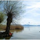 Chiemsee-Ufer