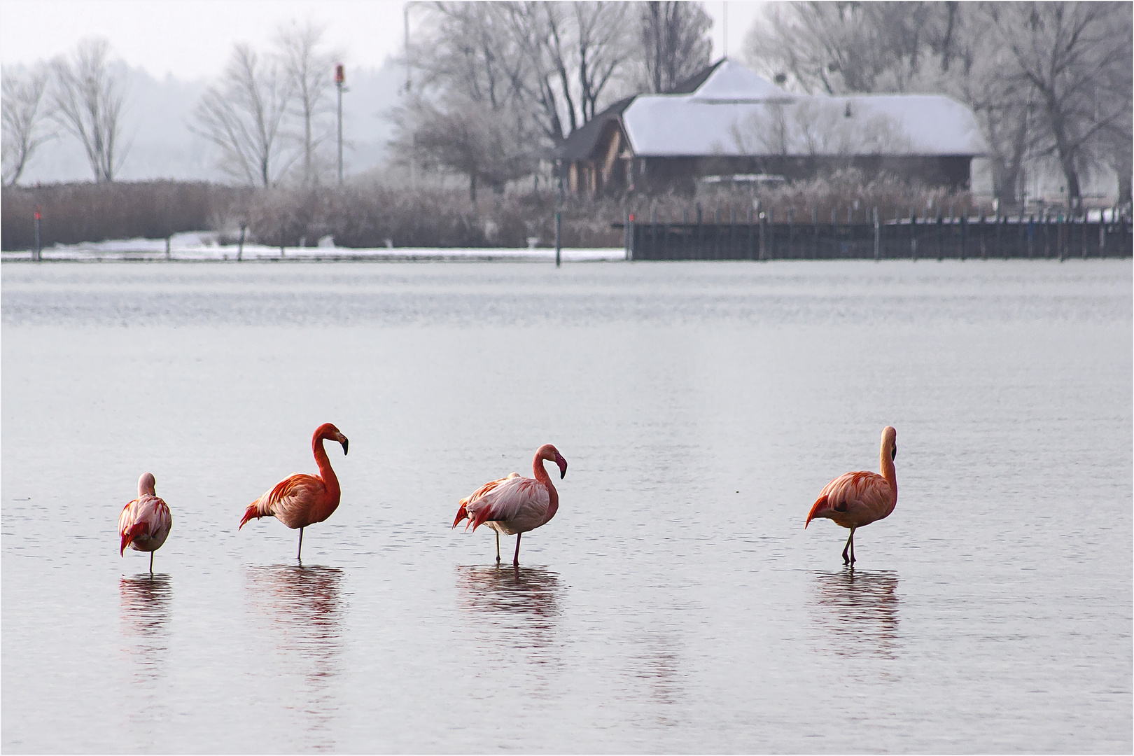 Chiemseeflamingos