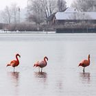 Chiemseeflamingos