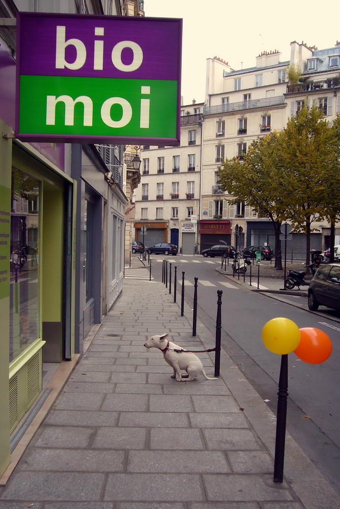 Chien à Paris