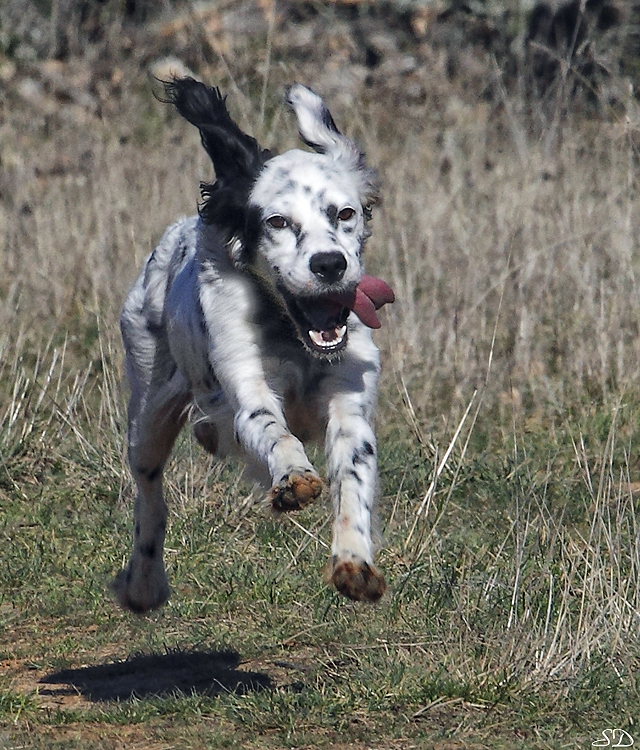 Chien au décollage .