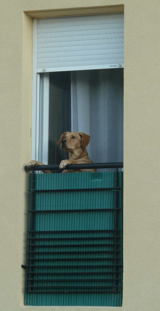 chien aux aguets