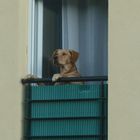 chien aux aguets