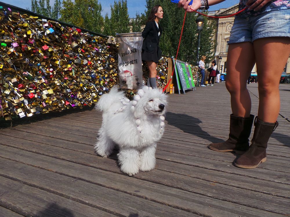 chien avec nattes