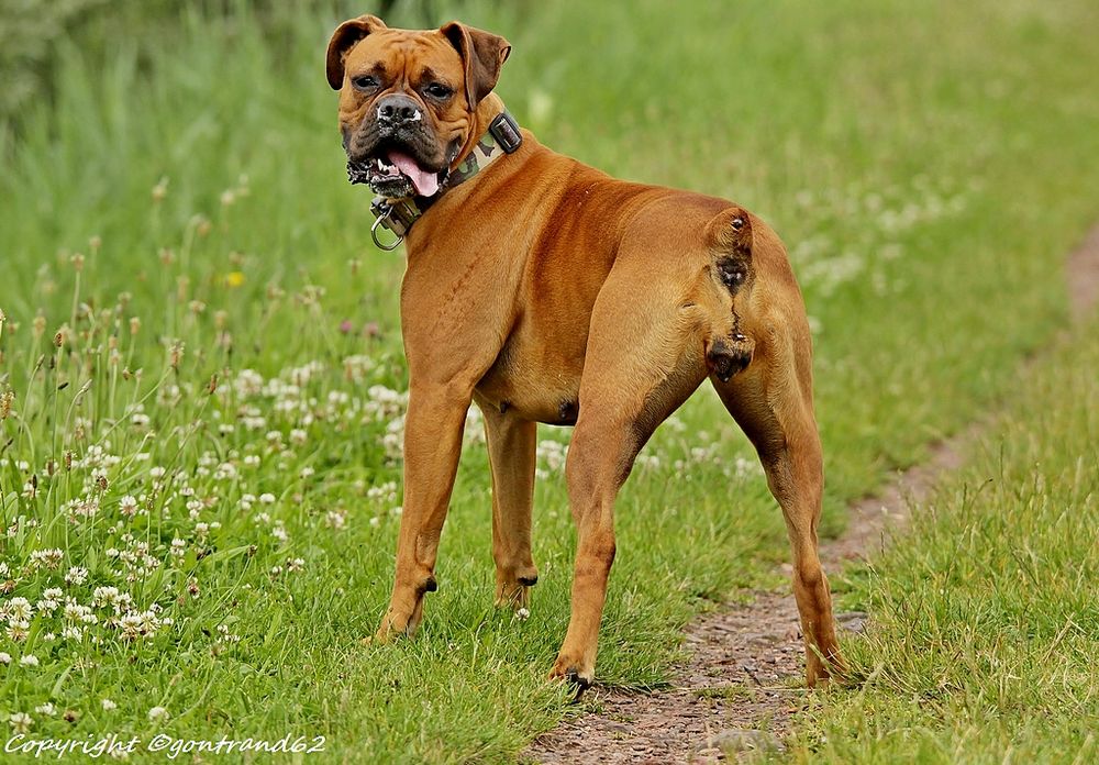 chien boxer