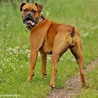 chien boxer