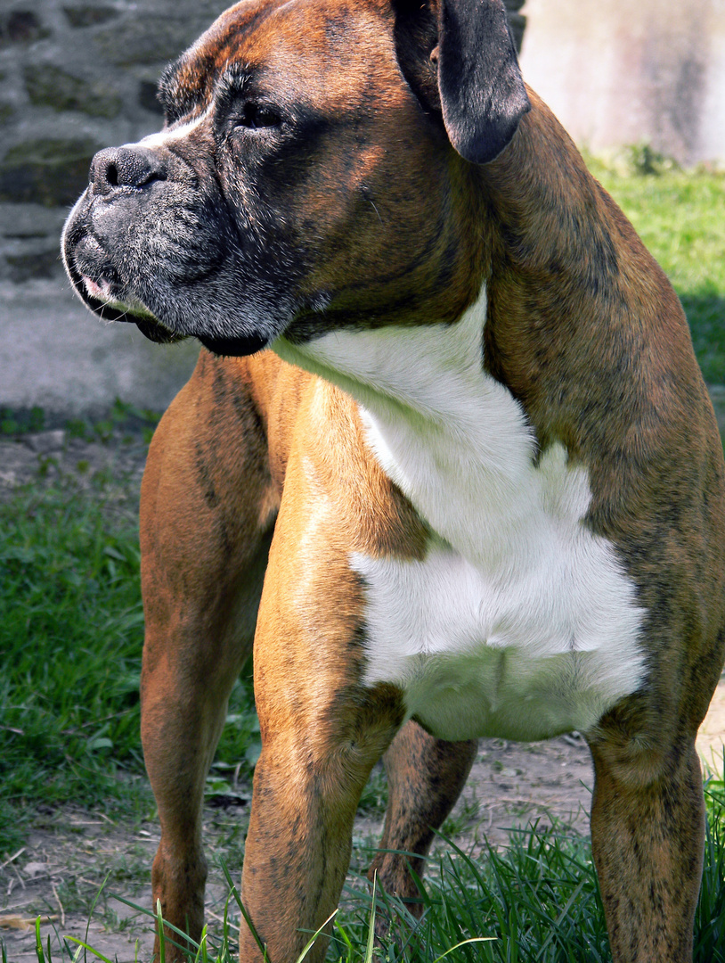 Chien Boxer