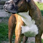 Chien Boxer