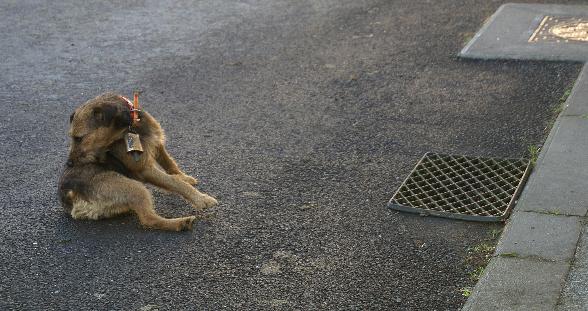 chien, cloche et collier rouge 