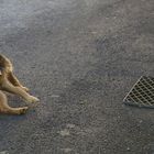 chien, cloche et collier rouge 