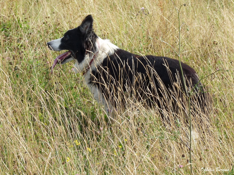 Chien de berger