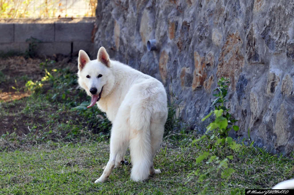 chien de berger