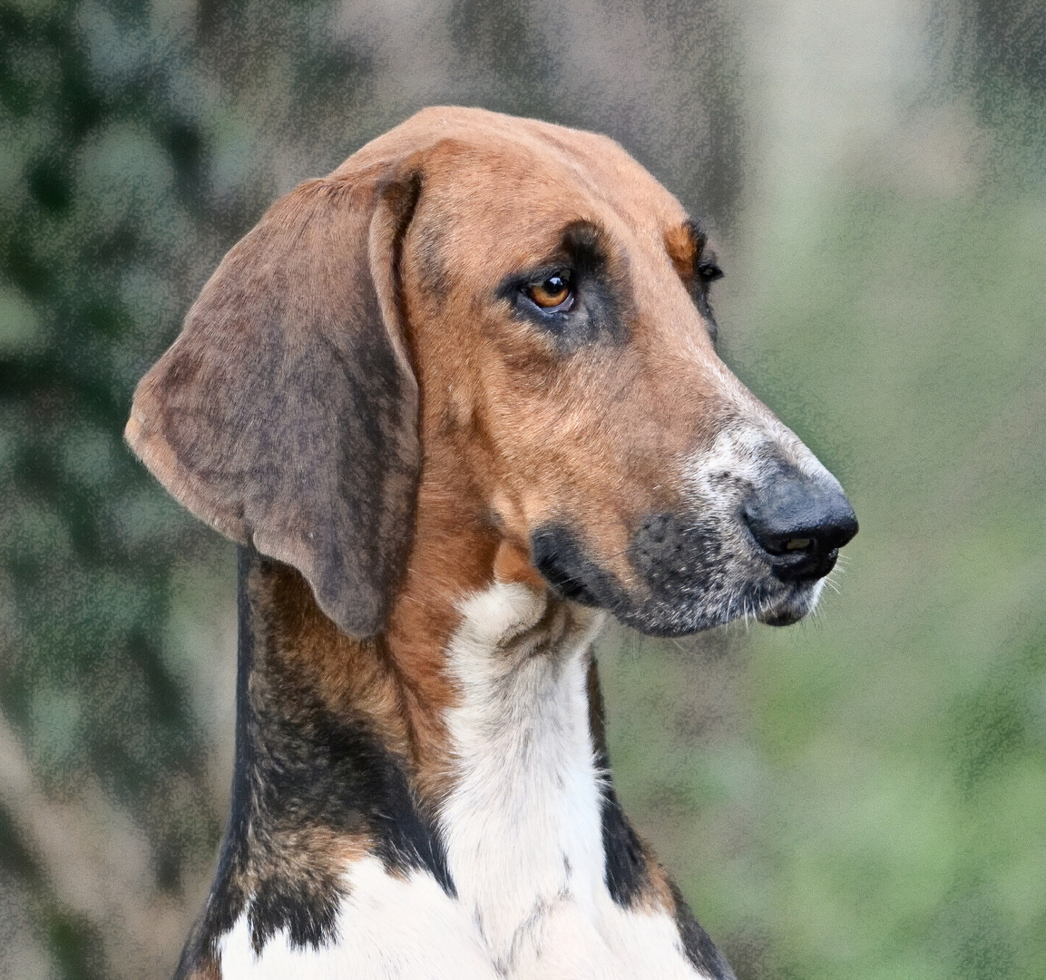 Chien  de chasse 