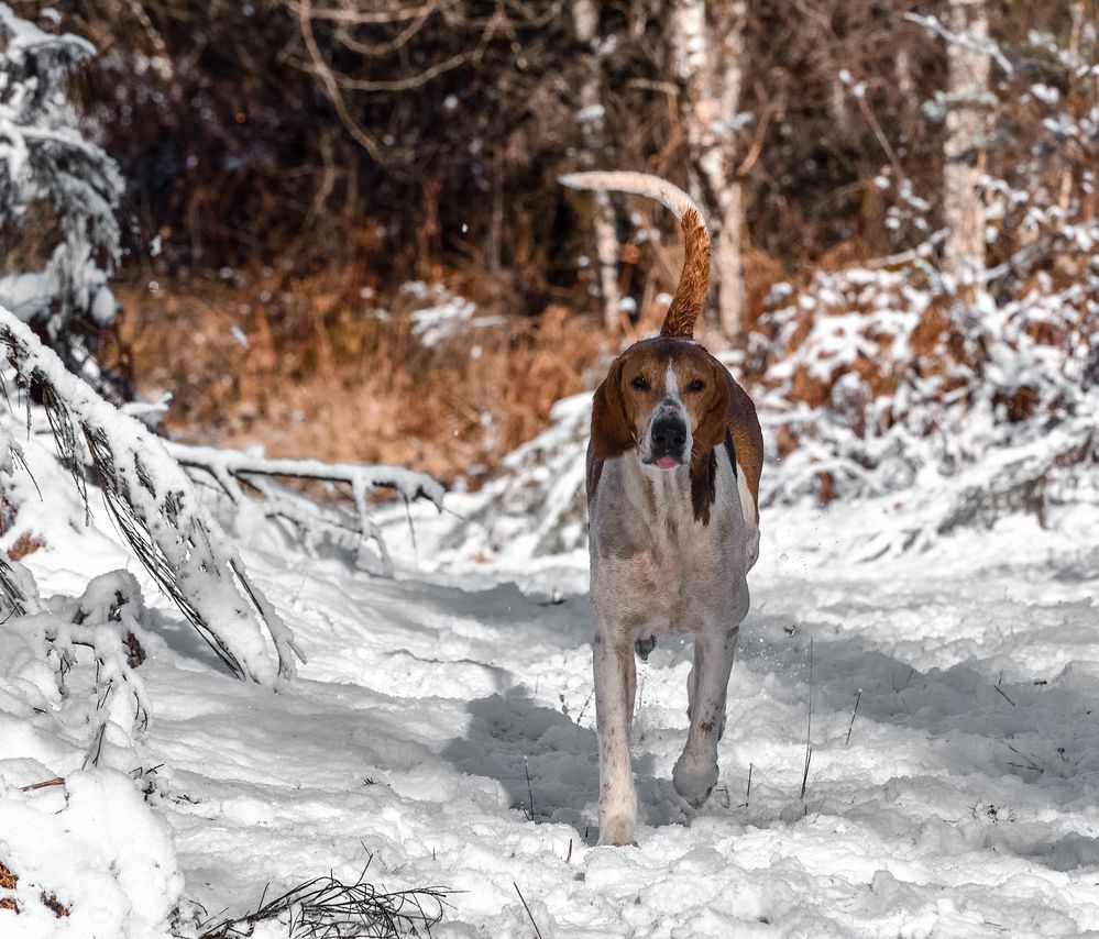 chien de chasse par temps de neige 