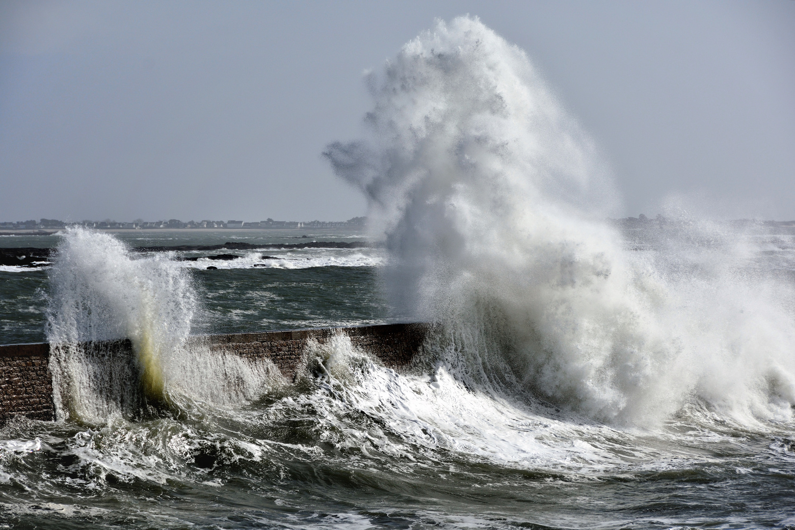 Chien de mer