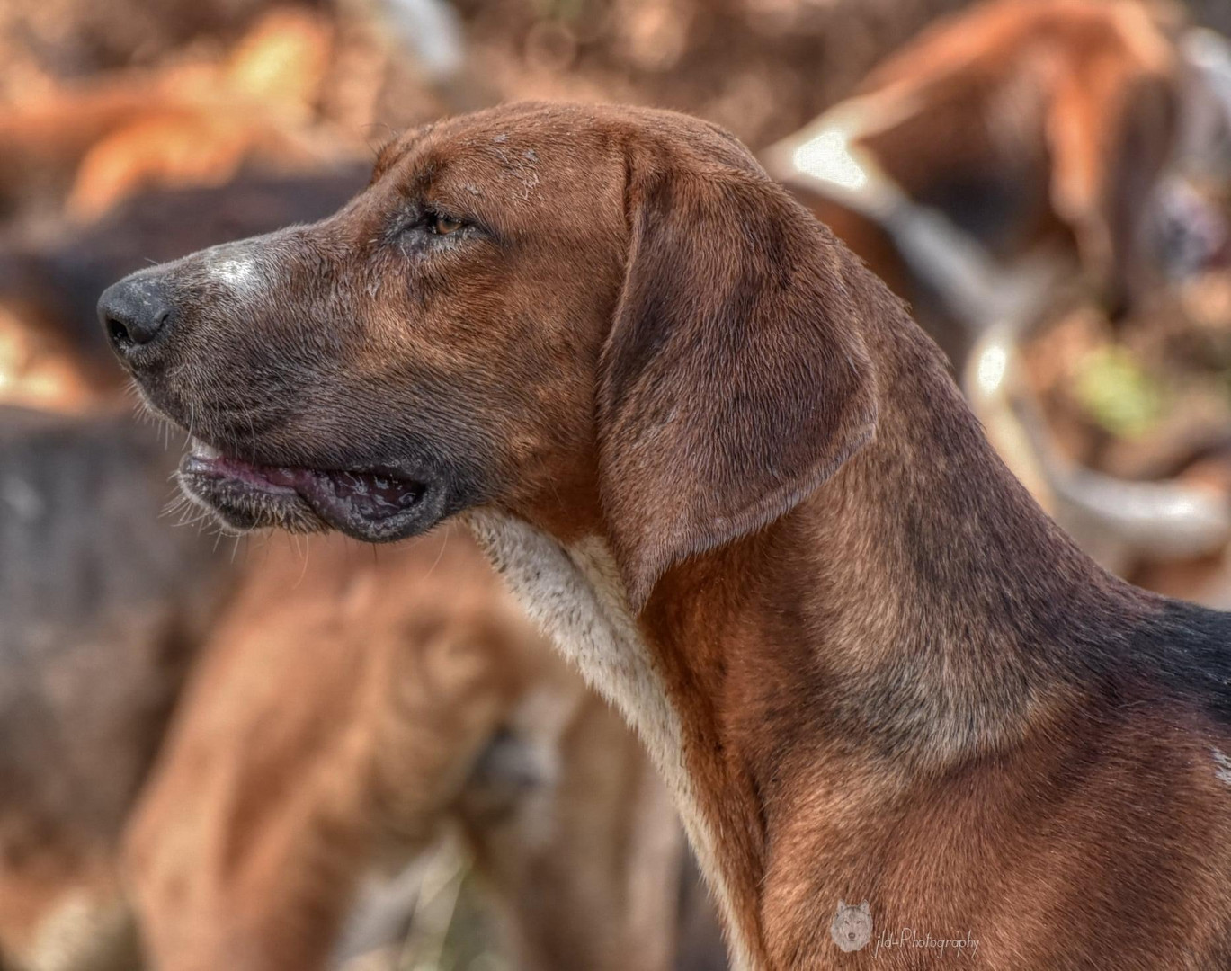 Chien de Meute