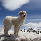  Chien de Montagne des Pyrénée