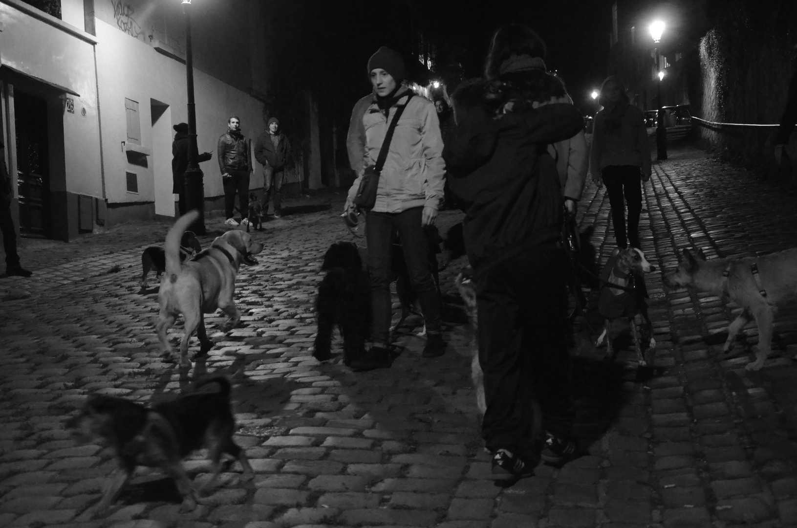 Chien de Montmartre - Paris