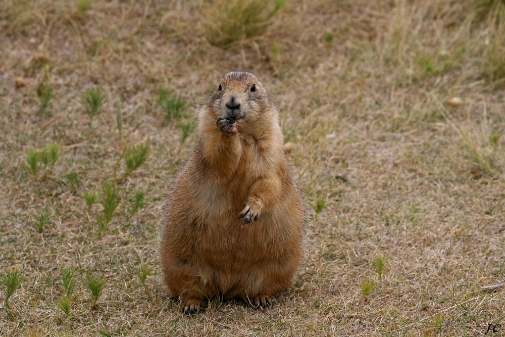  " Chien de prairie"