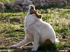 Chien de rencontre