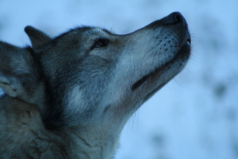 chien de traineau 1