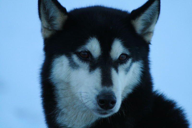 chien de traineau